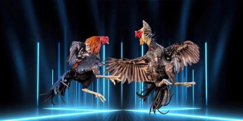 Secrets to Success in Professional Cockfighting – Top-Tier Tactics